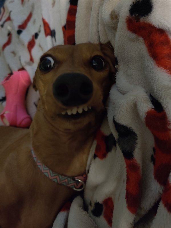 Funny Dogs (25 pics)