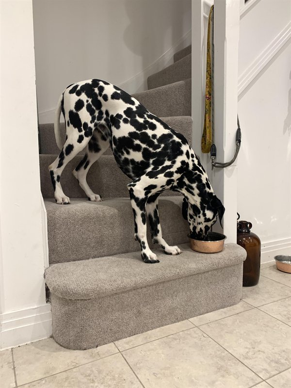 Funny Dogs (25 pics)