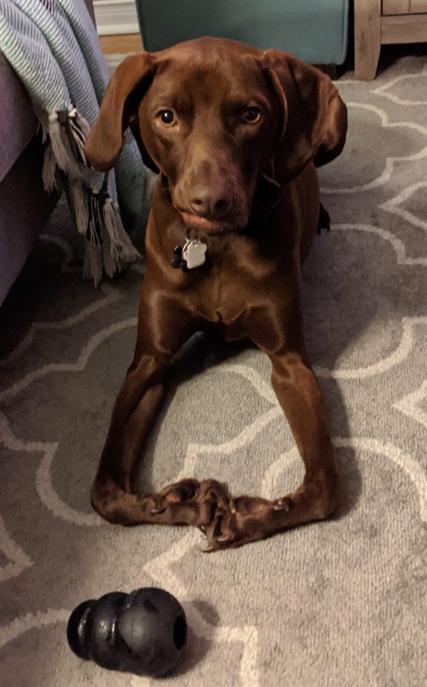 Funny Dogs (25 pics)