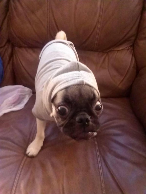 Funny Dogs (25 pics)