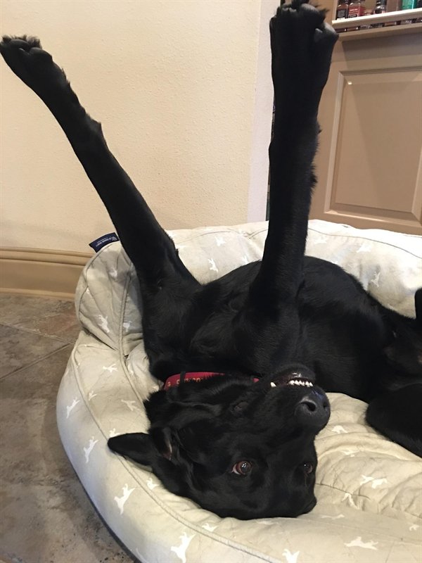 Funny Dogs (25 pics)