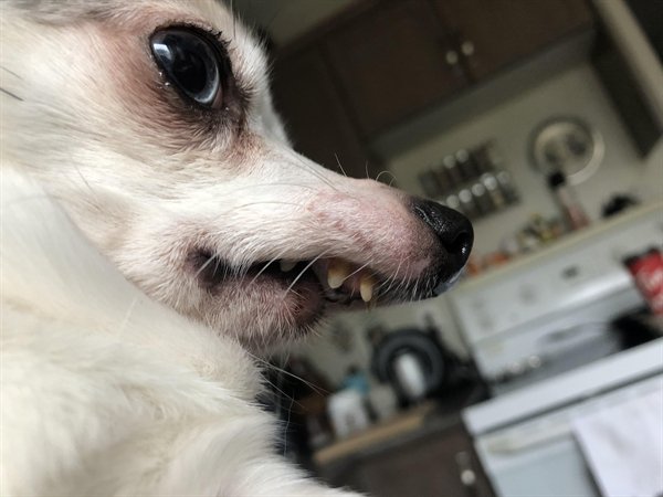 Funny Dogs (25 pics)