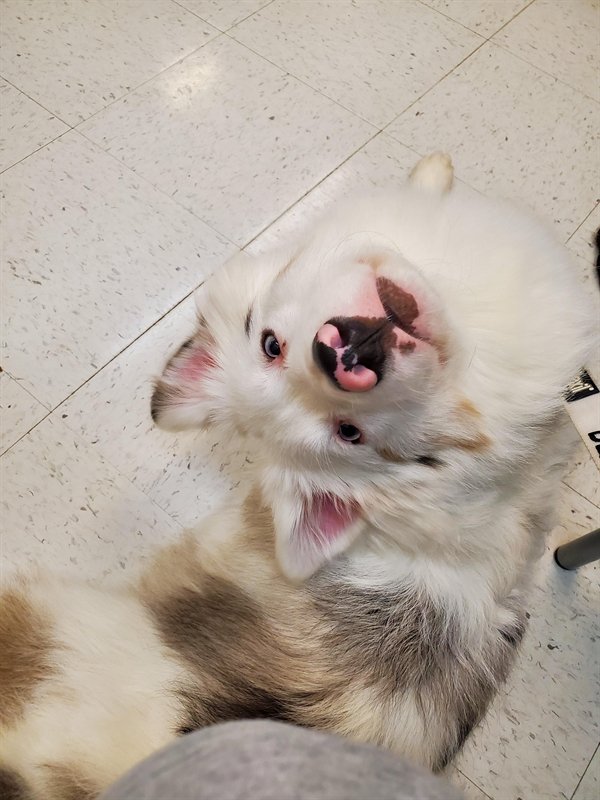 Funny Dogs (25 pics)