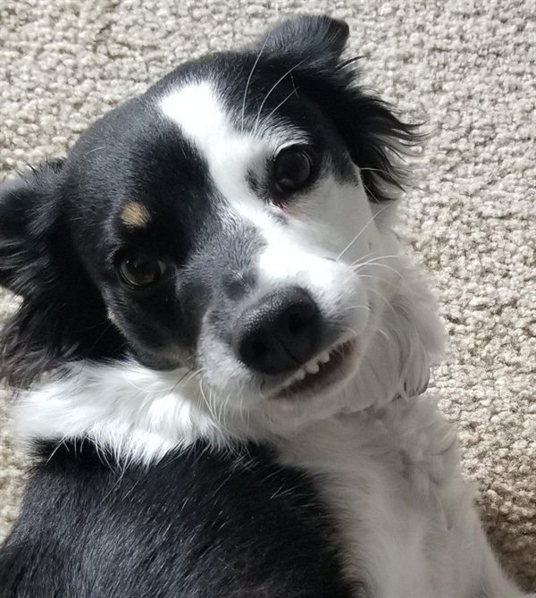 Funny Dogs (25 pics)