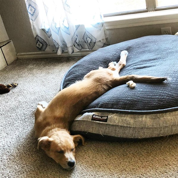 Funny Dogs (25 pics)