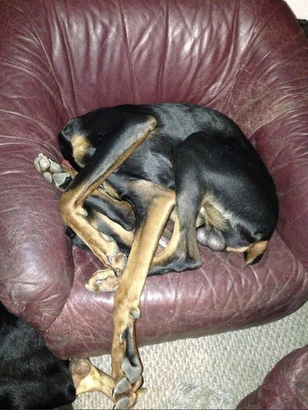Funny Dogs (25 pics)