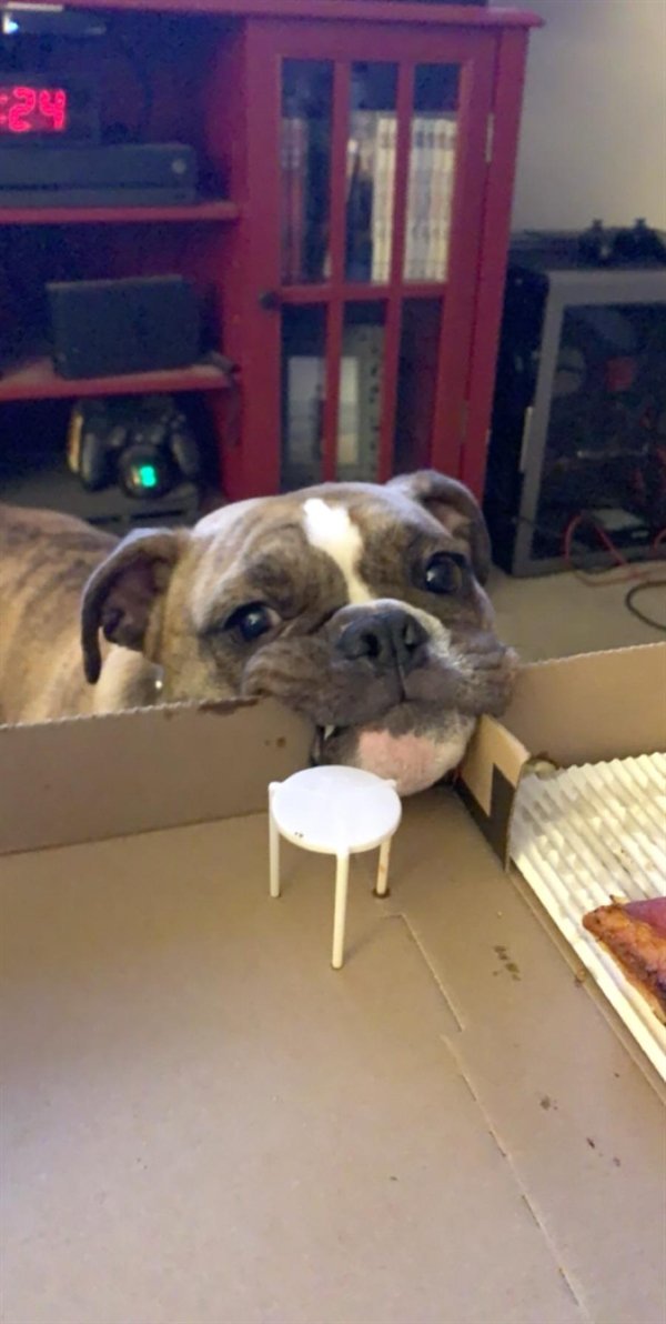 Funny Dogs (25 pics)