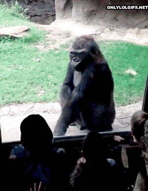 Fails (17 gifs)