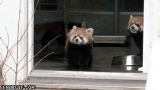 Fails (17 gifs)