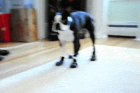 Fails (17 gifs)