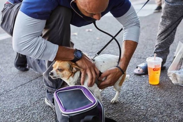 Californian Veterinarian Cures Homeless People's Animals For Free (13 pics)