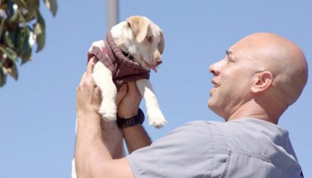 طبيب بيطري في كاليفورنيا يشفي من الحيوانات بلا مأوى مجانًا ...