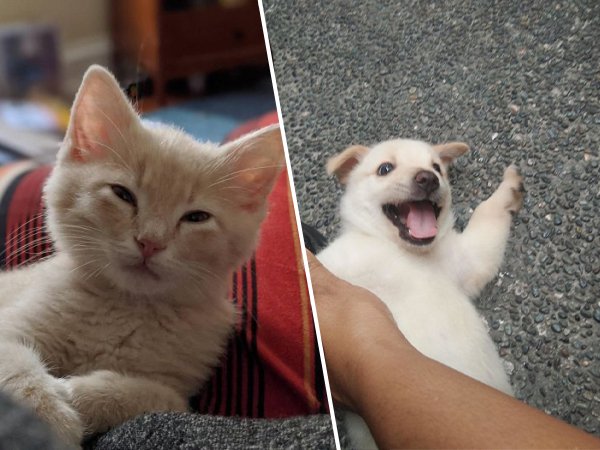 Adopted Pets (31 pics)
