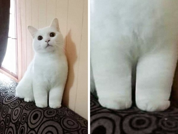 WOW Cats (22 pics)