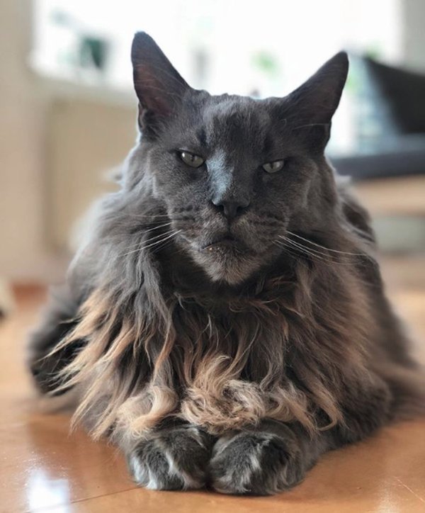 WOW Cats (22 pics)