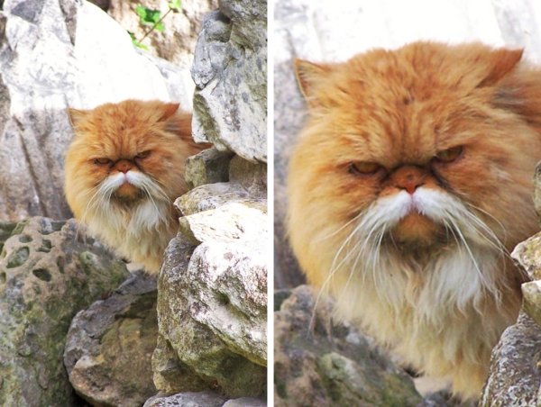 WOW Cats (22 pics)