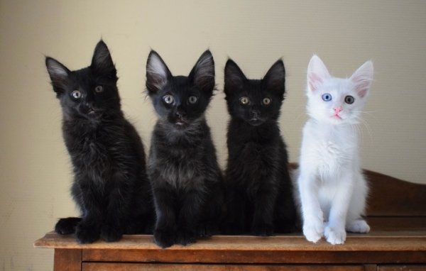 WOW Cats (22 pics)