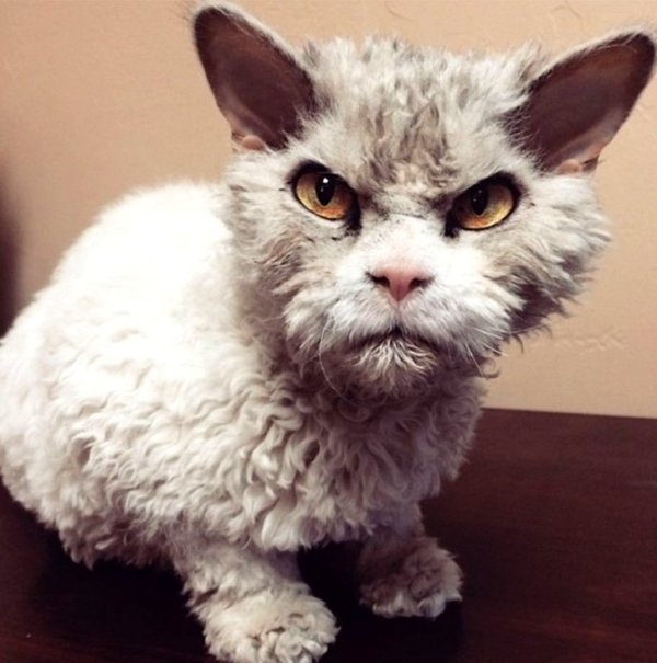 WOW Cats (22 pics)
