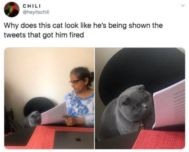 Funny Tweets (53 pics)