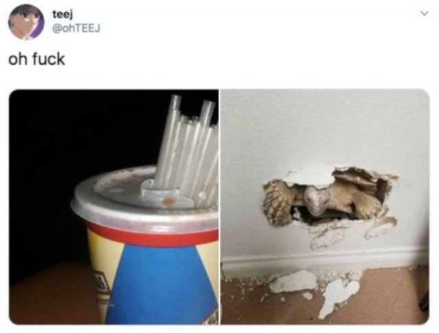Funny Tweets (53 pics)