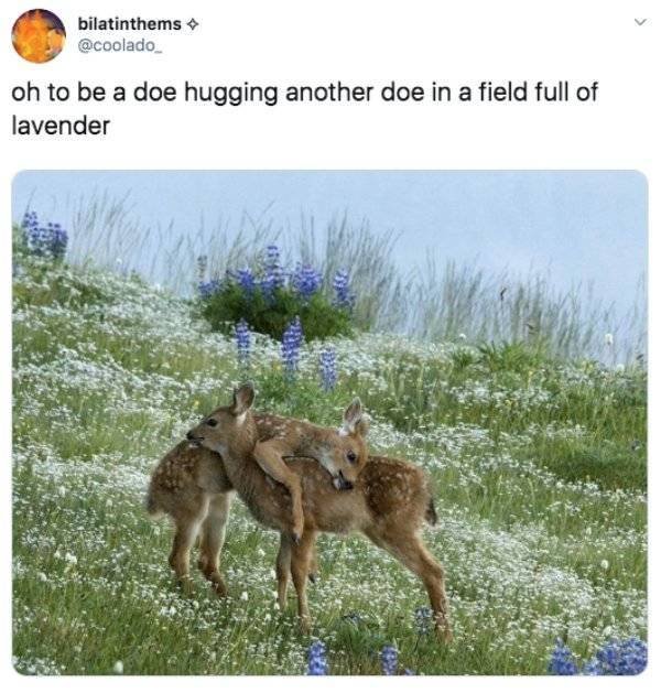 Funny Tweets (53 pics)