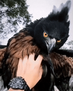 Acid Gifdump, March 02 (25 gifs)