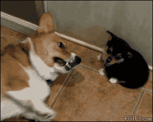 Fails (13 gifs)