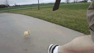 Fails (13 gifs)