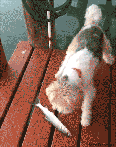 Fails (13 gifs)