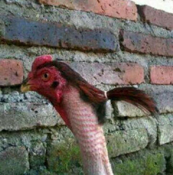Explanation Needed (25 pics)