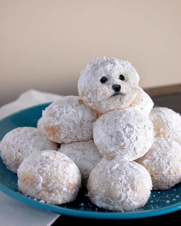 Dogs In Food (30 pics)