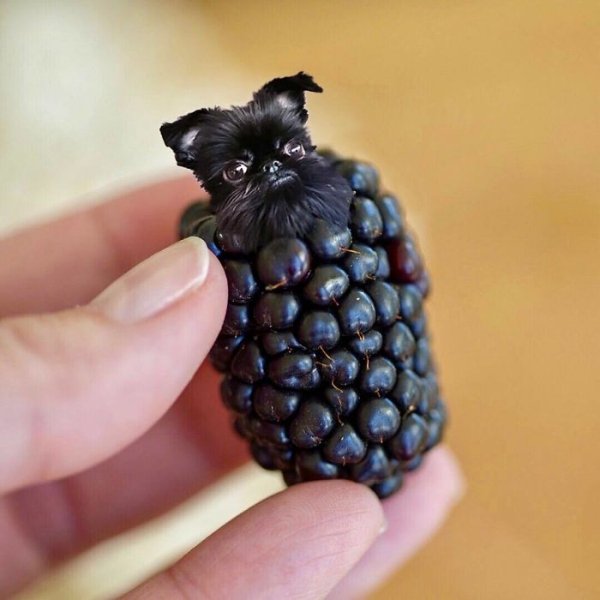 Dogs In Food (30 pics)