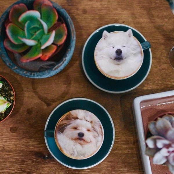 Dogs In Food (30 pics)