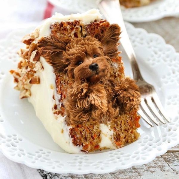 Dogs In Food (30 pics)