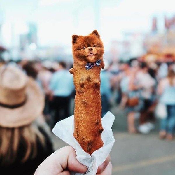 Dogs In Food (30 pics)