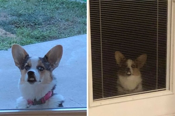 Funny Corgis (48 pics)