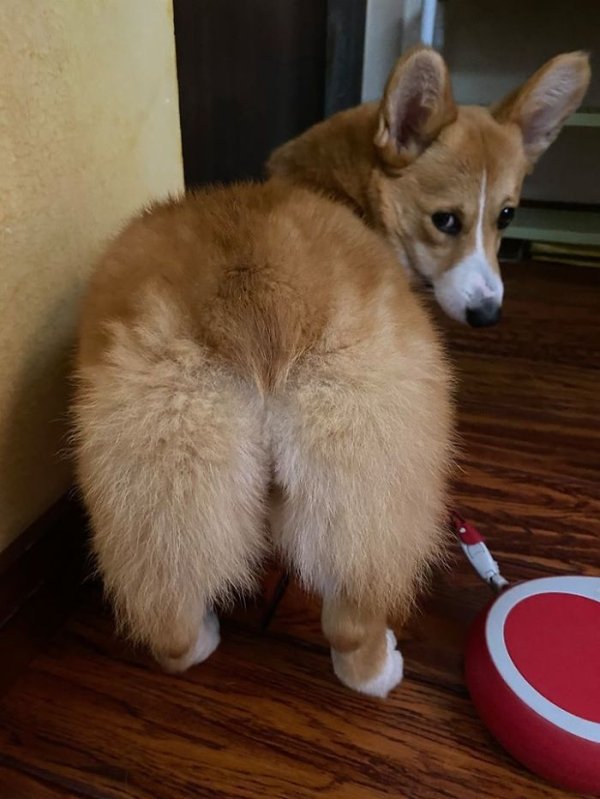 Funny Corgis (48 pics)