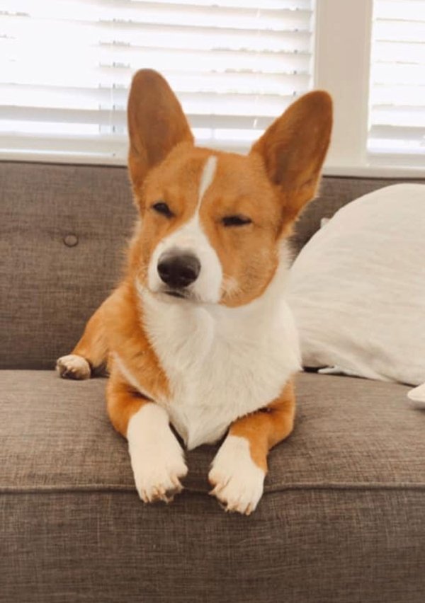 Funny Corgis (48 pics)