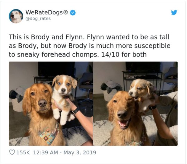 WeRateDogs Tweets (40 pics)