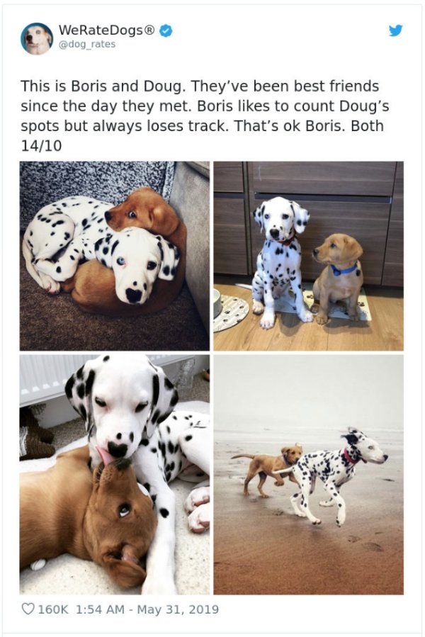 WeRateDogs Tweets (40 pics)