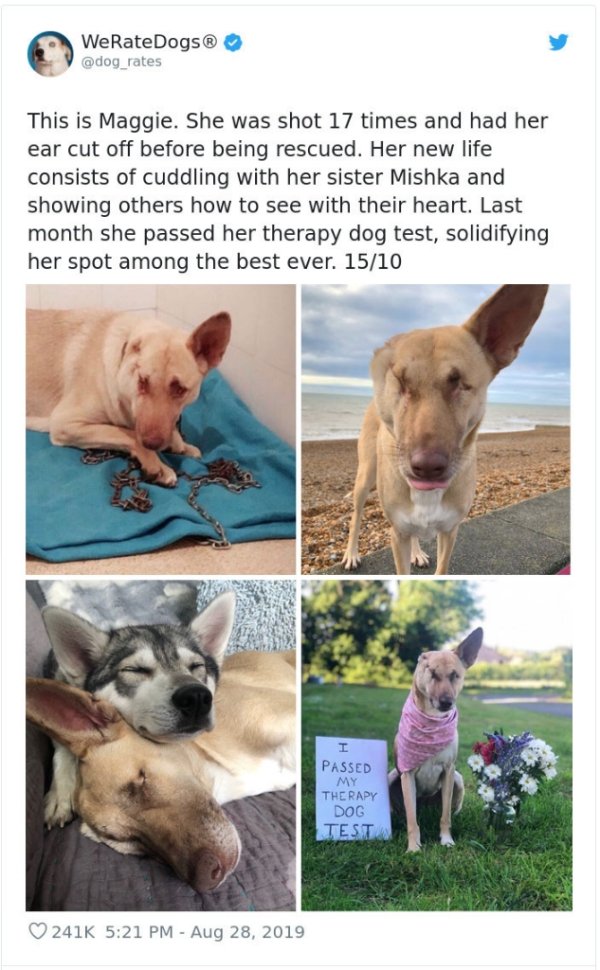 WeRateDogs Tweets (40 pics)