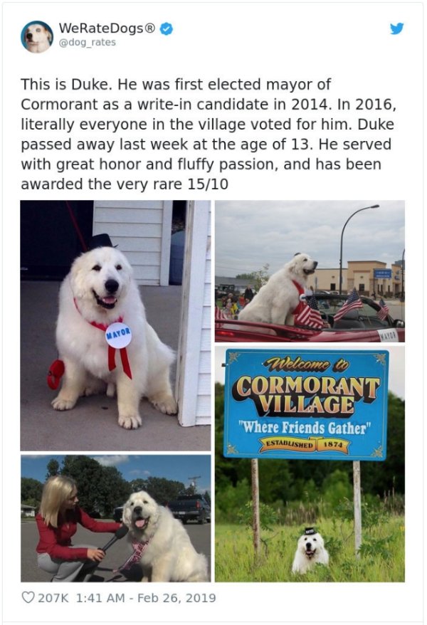 WeRateDogs Tweets (40 pics)