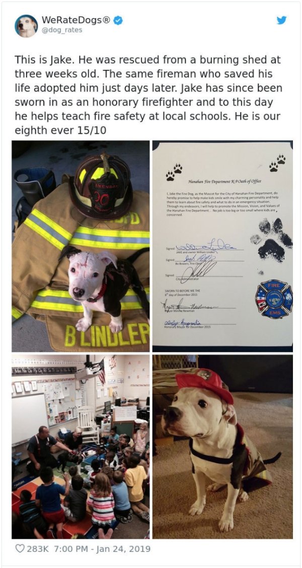 WeRateDogs Tweets (40 pics)