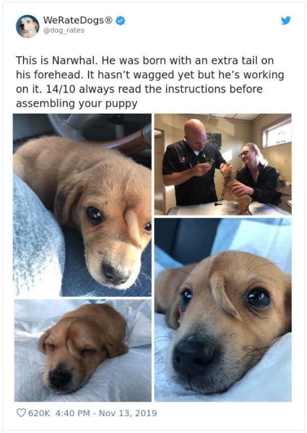 WeRateDogs Tweets (40 pics)