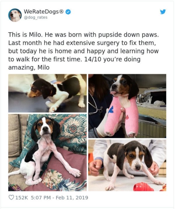 WeRateDogs Tweets (40 pics)