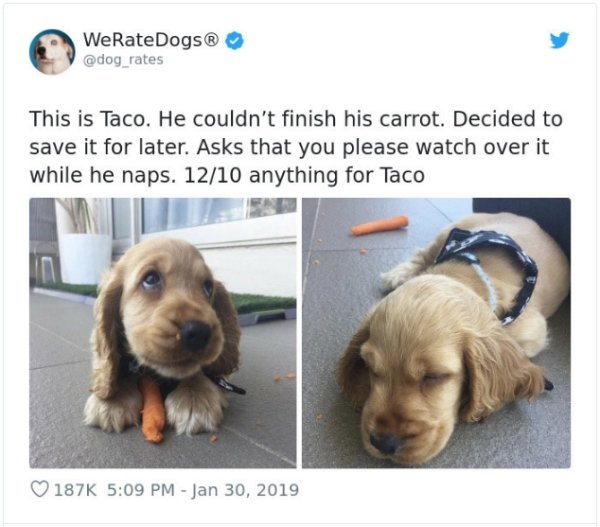 WeRateDogs Tweets (40 pics)
