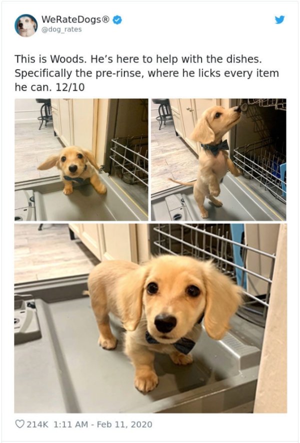 WeRateDogs Tweets (40 pics)