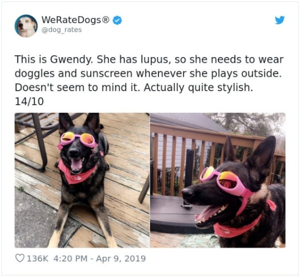 WeRateDogs Tweets (40 pics)