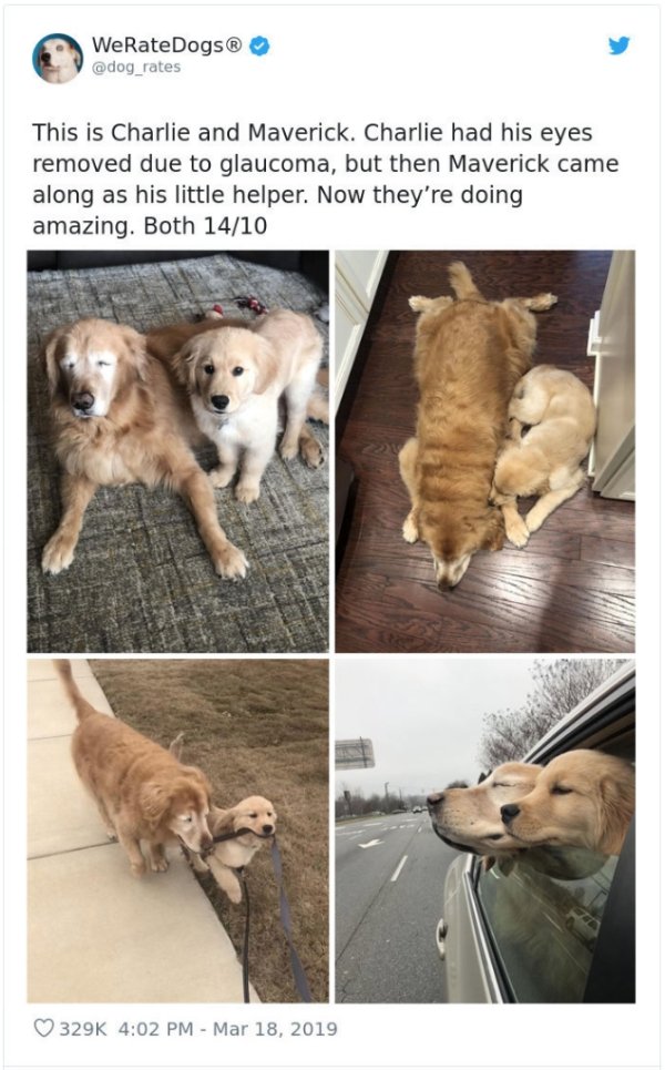 WeRateDogs Tweets (40 pics)