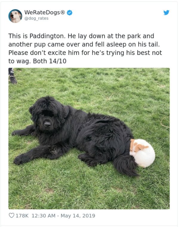 WeRateDogs Tweets (40 pics)
